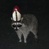 theraccoonpope